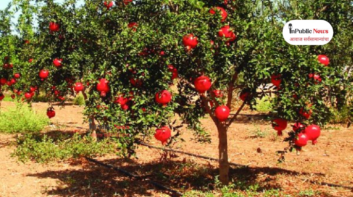 Pomegranate