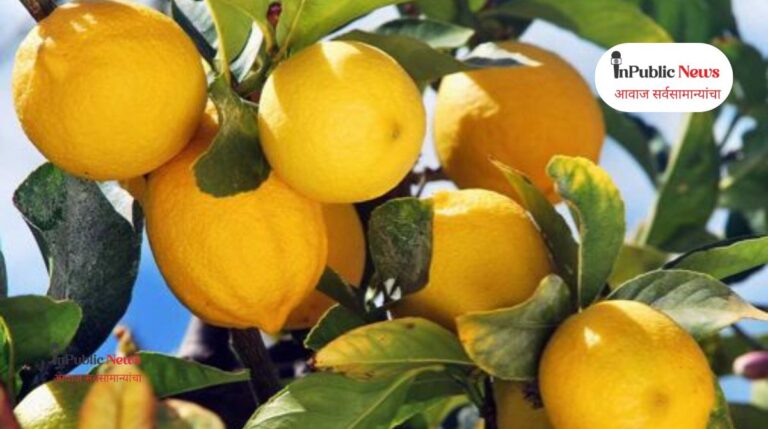 lemon rate