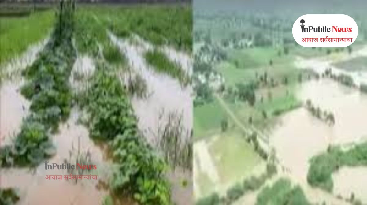 Big Breaking : म्हैशाळचे वरिष्ठ अधिकारी, कर्मचारी, ठेकेदार यांचा मनमानी कारभार!