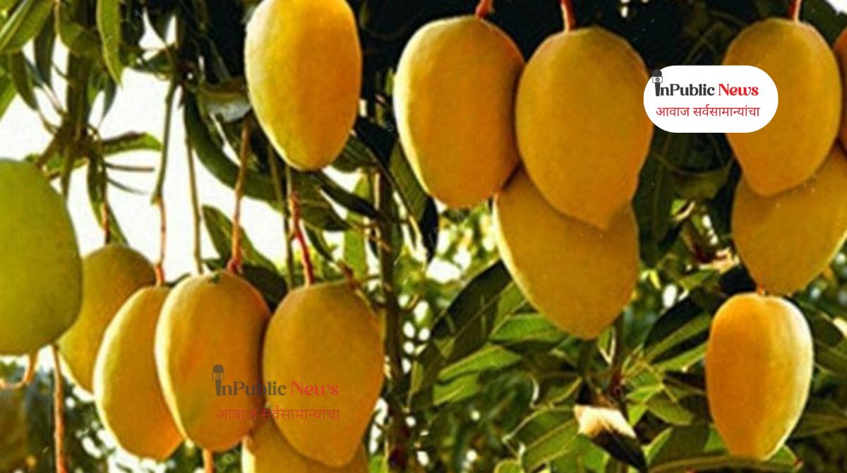 Sunday Special : हापूसच नाही तर ‘हे’ ८ आंबेही तुमचं मन जिंकतील! चुकवू नका या चवदार भेटीला