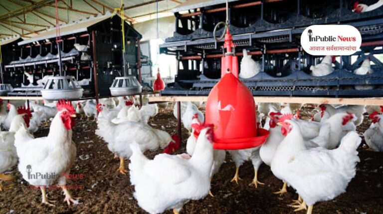 सोन्याची अंडी देणारी कोंबडी! सोलापूरच्या शेतकऱ्याने कमावले १० लाख,