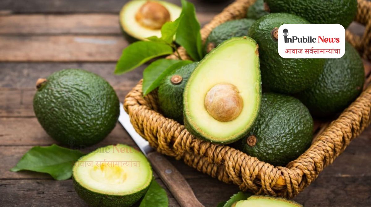 एक एकरातून मिळवा ५ लाखांचा नफा! ‘एवोकाडो शेती’ ठरणार शेतकऱ्यांसाठी गेमचेंजर