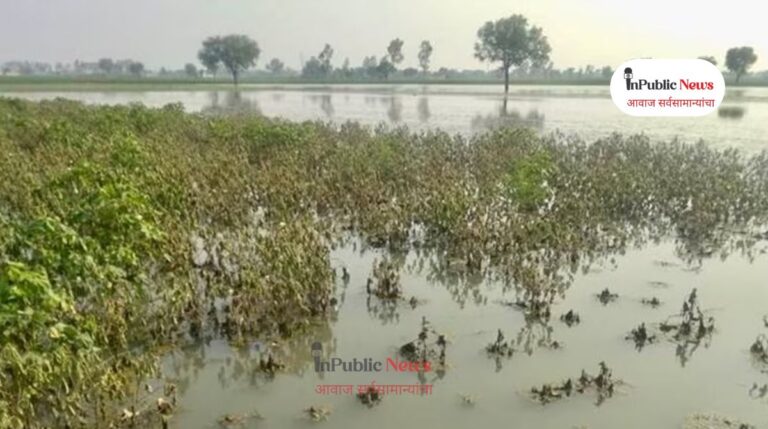 सोलापूर जिल्ह्यात अतिवृष्टीचा फटका : ४१ हजार हेक्टरवरील खरीप पिकांचे नुकसान!