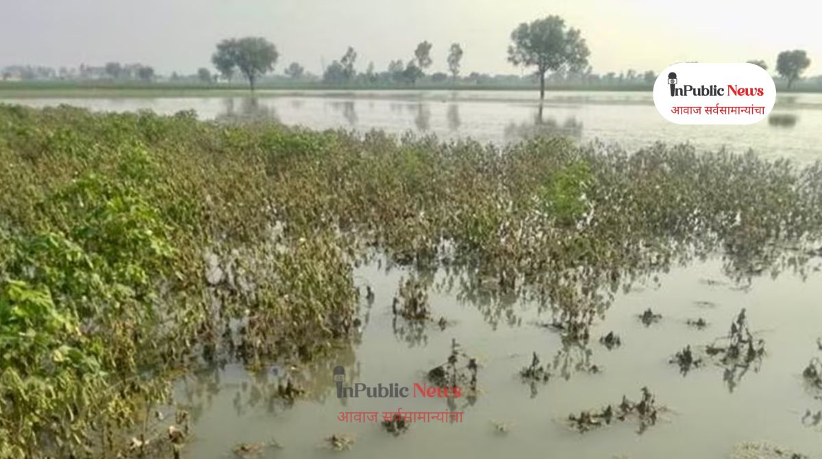 सोलापूर जिल्ह्यात अतिवृष्टीचा फटका : ४१ हजार हेक्टरवरील खरीप पिकांचे नुकसान!
