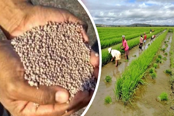 file photo fertilizer farmer