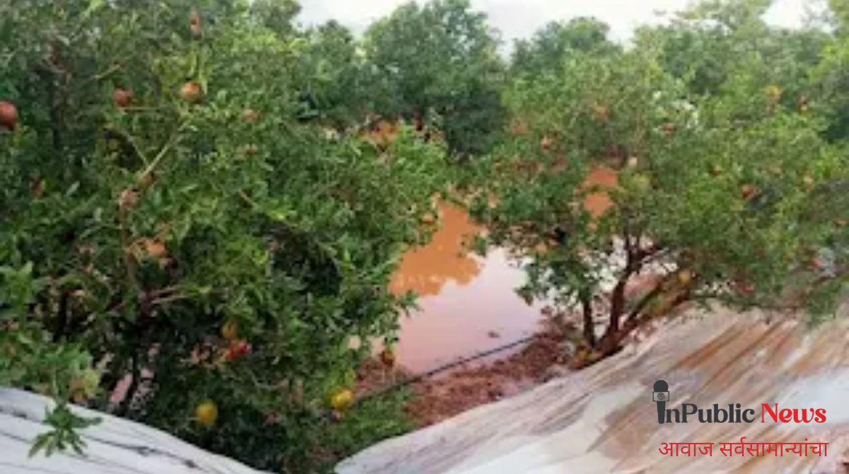 सांगोला तालुक्यात अवकाळीचा तडाखा वादळी वाऱ्यासह गारपिटीने डाळिंब बागांचे मोठे नुकसान