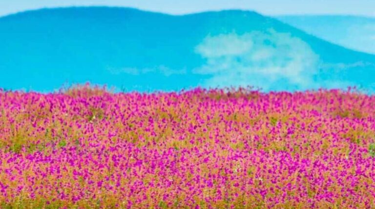 मान्सूनच्या सरींनी खुलले सह्याद्रीचे सौंदर्य;  वीकेंड रोड ट्रिप्सना पुन्हा वेग