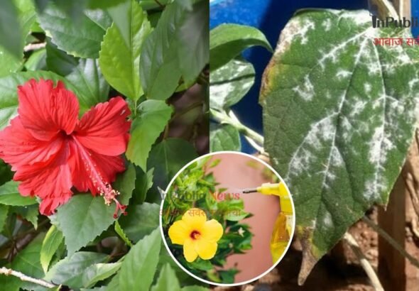 जास्वंदाची पाने-कळ्या खराब करणाऱ्या मिलीबगपासून सुटका कशी कराल? घरच्या घरी बनवा नैसर्गिक स्प्रे