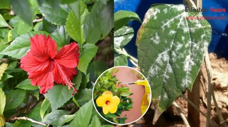जास्वंदाची पाने-कळ्या खराब करणाऱ्या मिलीबगपासून सुटका कशी कराल? घरच्या घरी बनवा नैसर्गिक स्प्रे