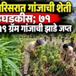 उजनी परिसरात गांजाची शेती उघडकीस; ७१ किलो १९ ग्रॅम गांजाची झाडे जप्त