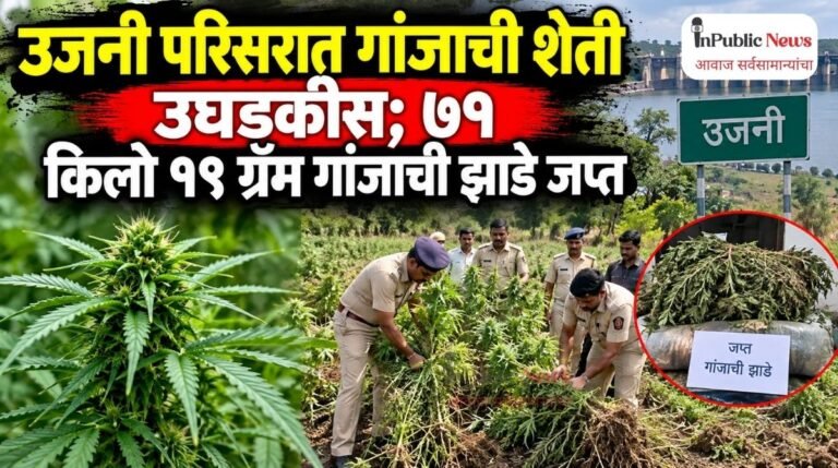 उजनी परिसरात गांजाची शेती उघडकीस; ७१ किलो १९ ग्रॅम गांजाची झाडे जप्त